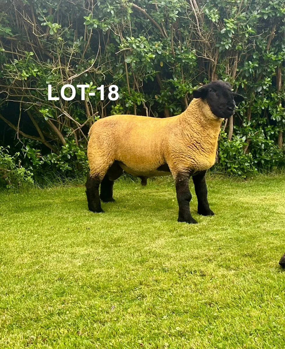 Pedigree Suffolks Rams - Image 3