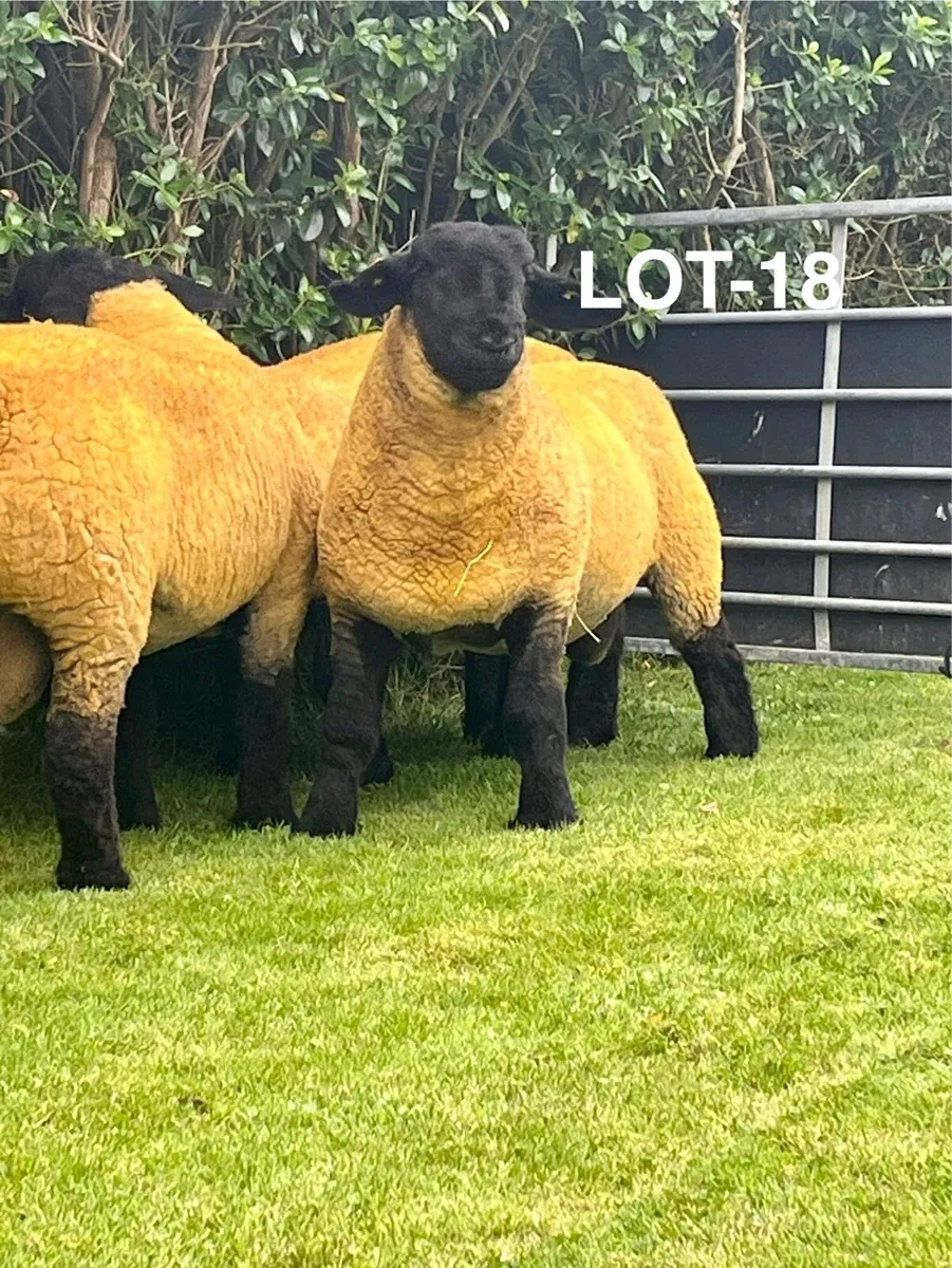 Pedigree Suffolks Rams - Image 4