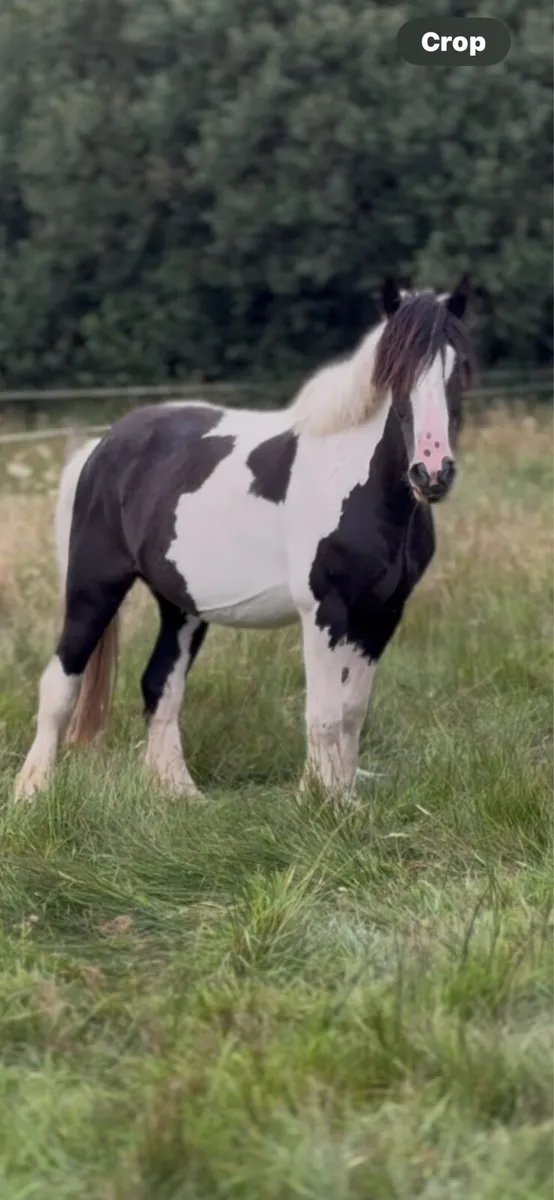 Mare - Image 2