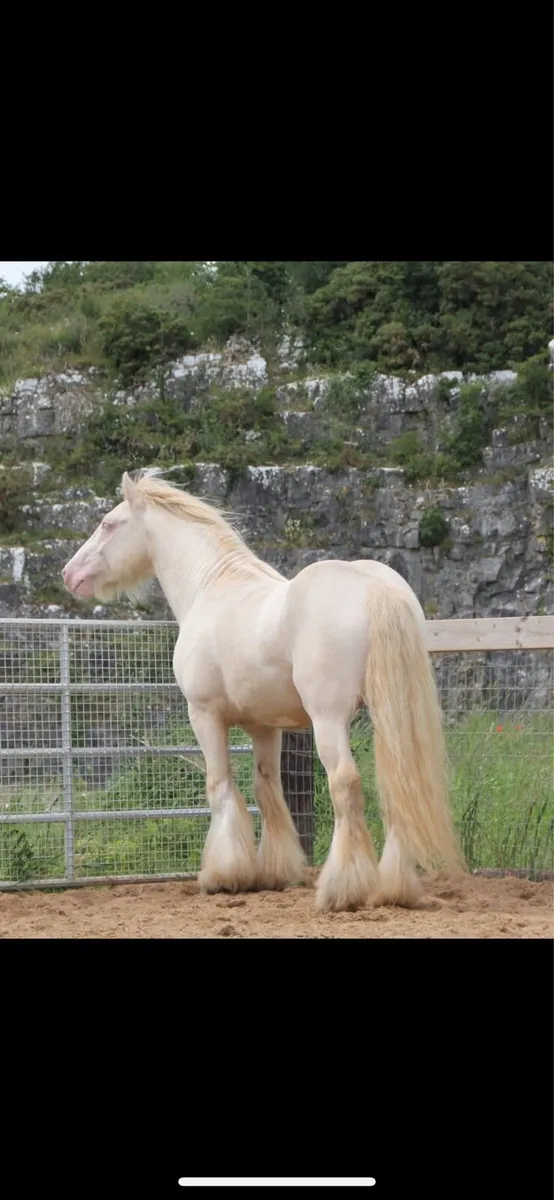 Mare - Image 4