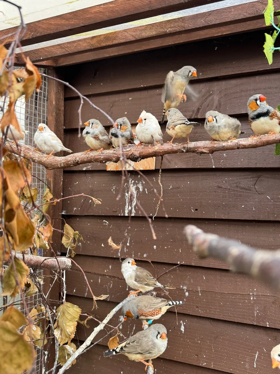 Young Zebra Finch - Image 1