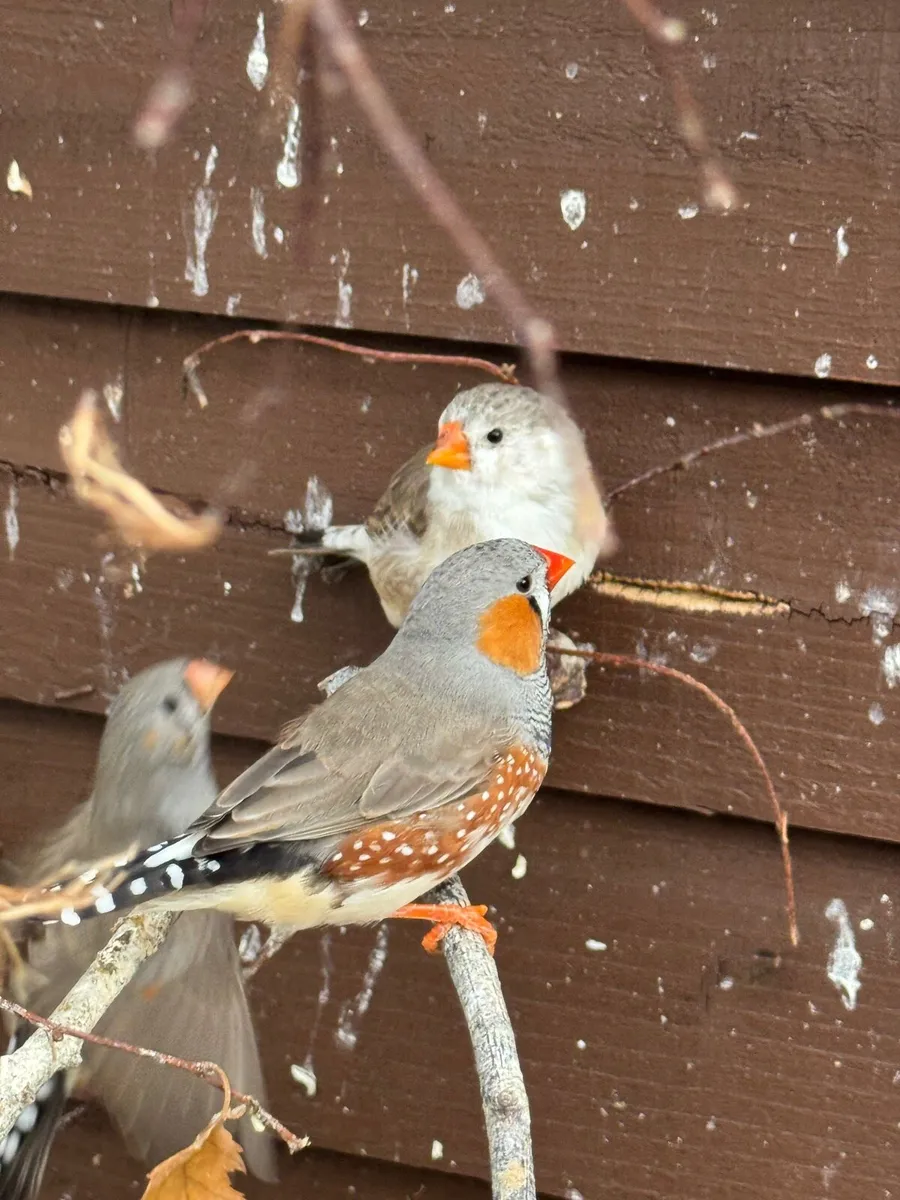 Young Zebra Finch - Image 2