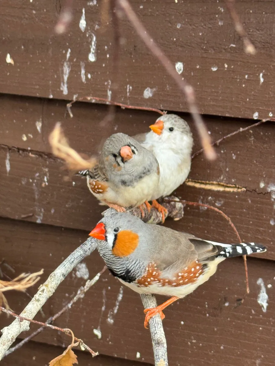 Young Zebra Finch - Image 3