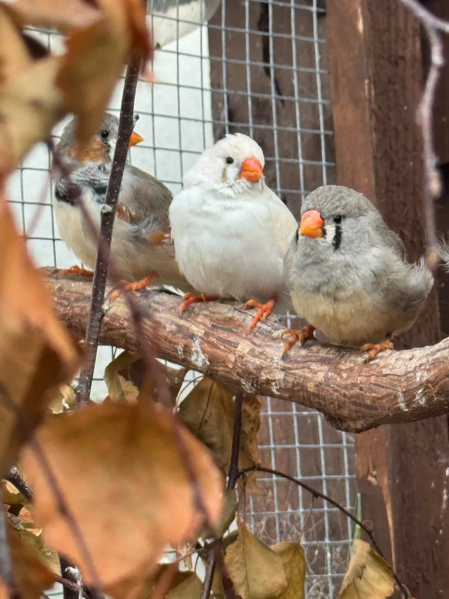Young Zebra Finch - Image 4