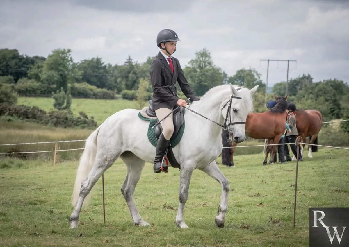 Connemara pony - Image 1