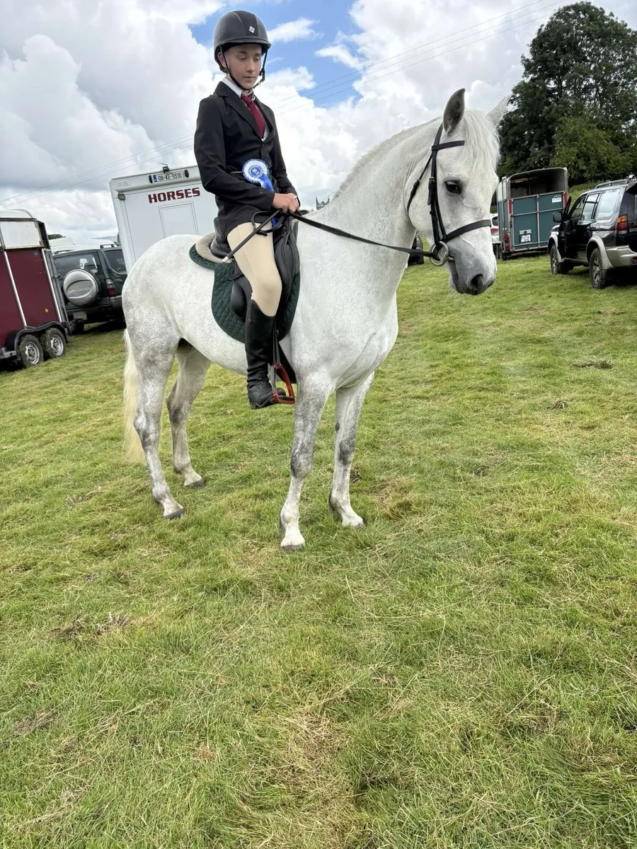 Connemara pony - Image 2