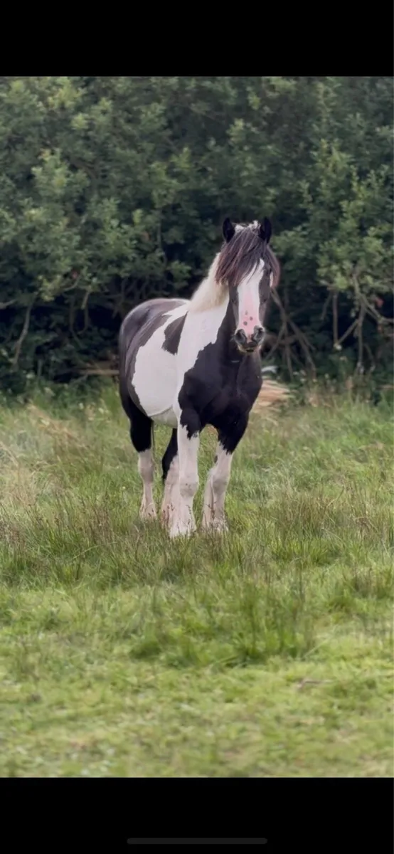 Mare - Image 1