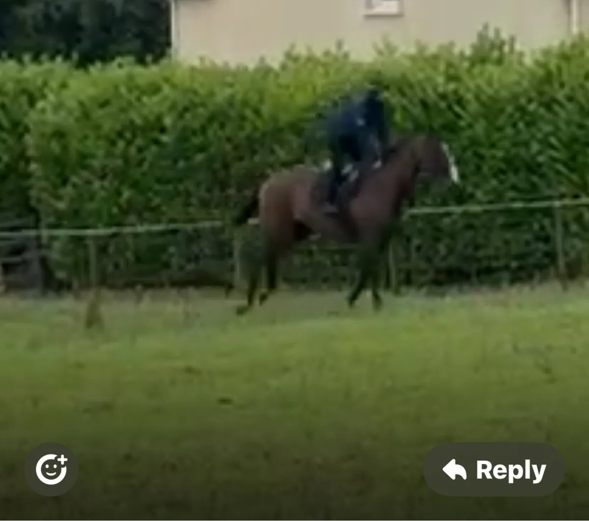 17hh gelding tb