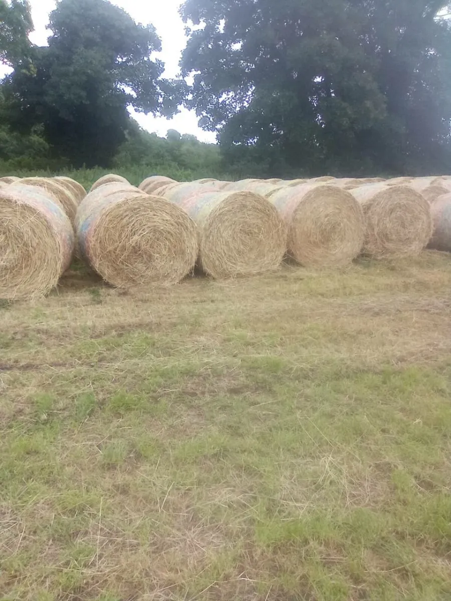 Hay - Image 2