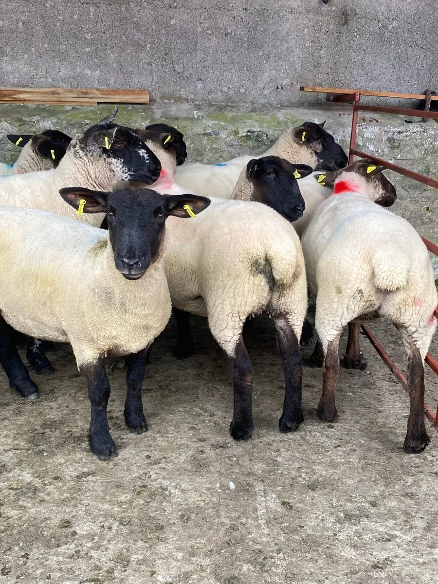 Suffolk and texel Cross Hoggets - Image 1