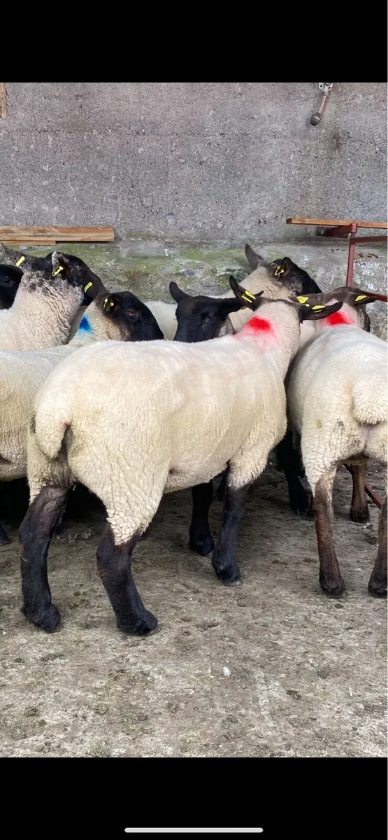 Suffolk and texel Cross Hoggets - Image 3