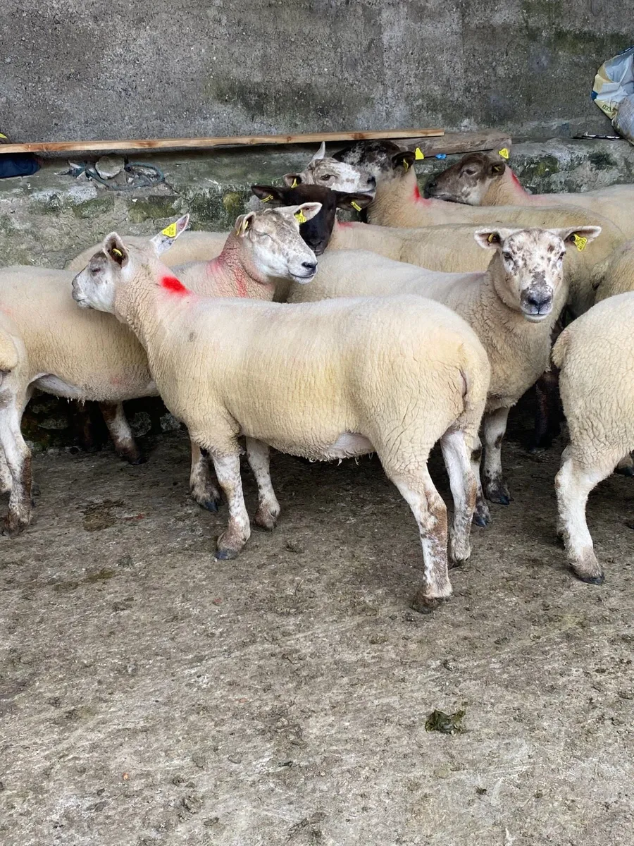 Suffolk and texel Cross Hoggets - Image 4