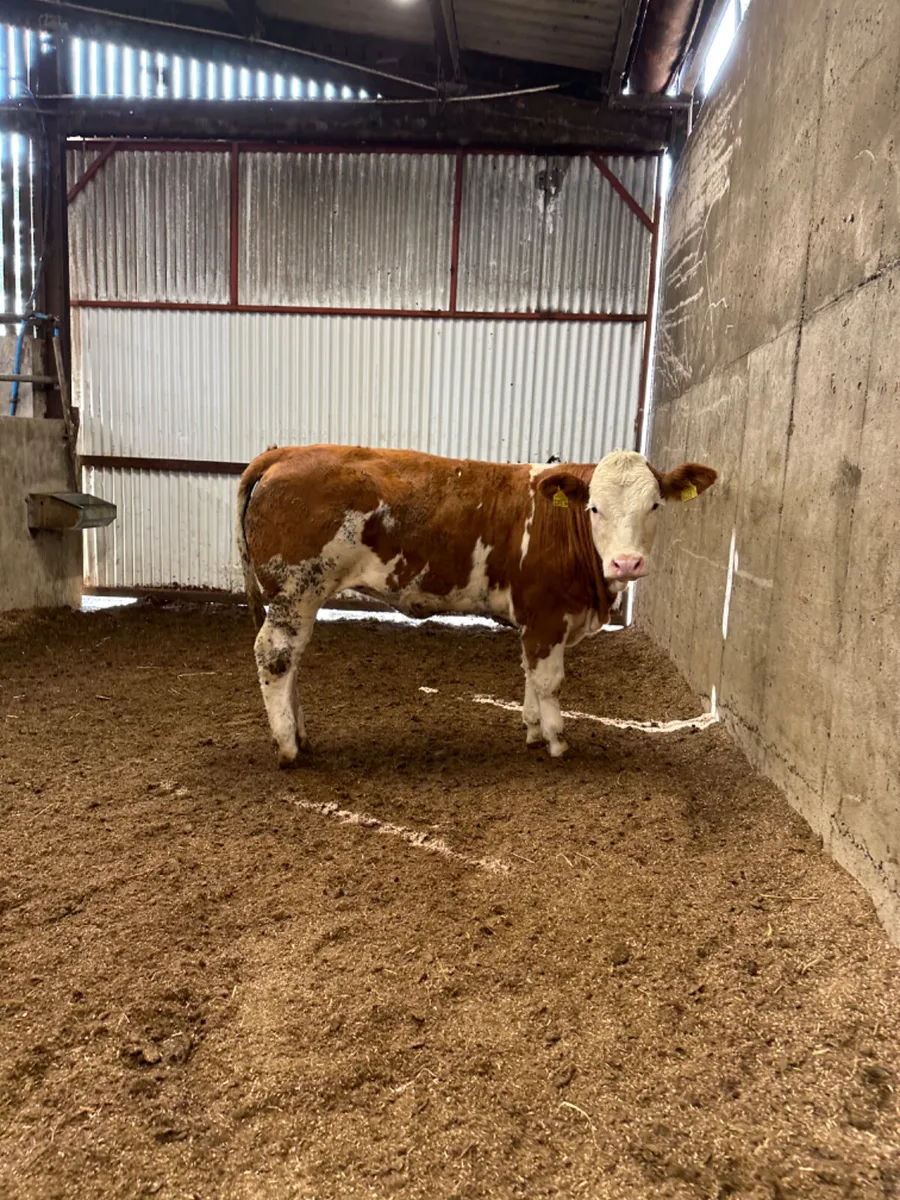 PBNR Simmental heifer - Image 2
