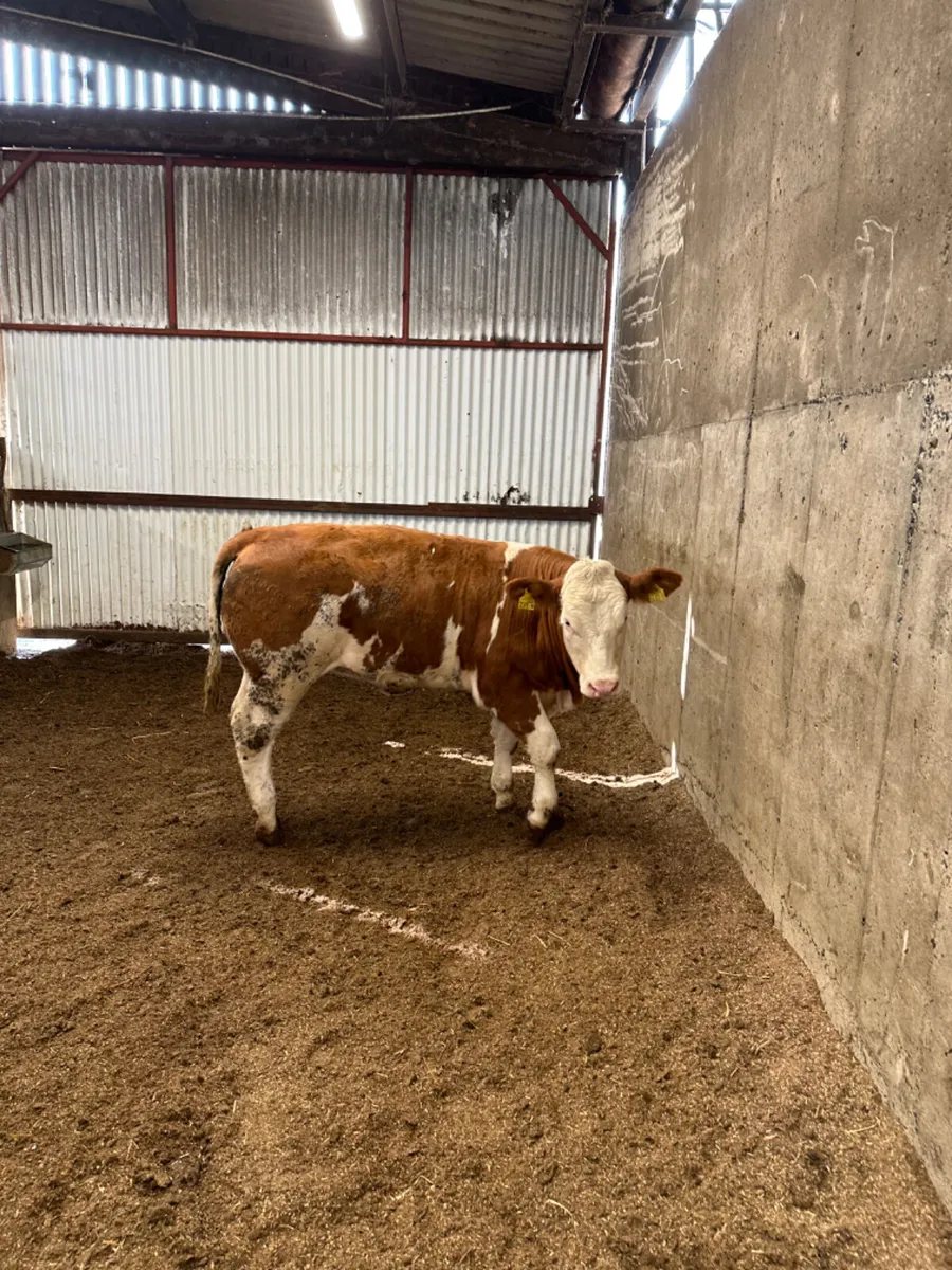 PBNR Simmental heifer - Image 4