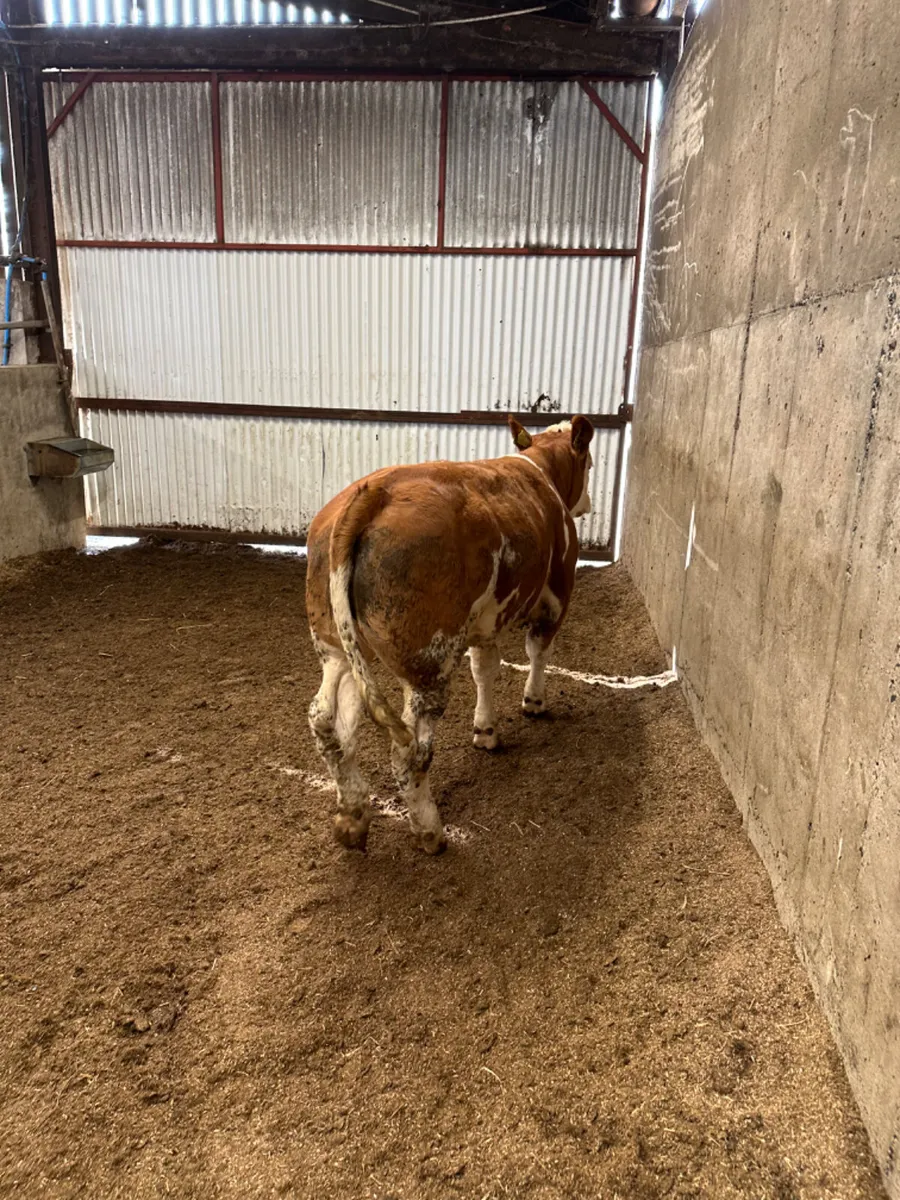 PBNR Simmental heifer - Image 1