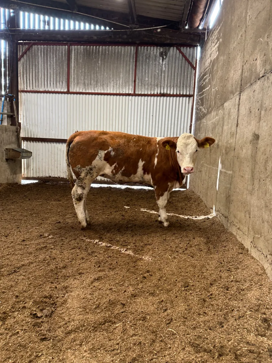 PBNR Simmental heifer - Image 3