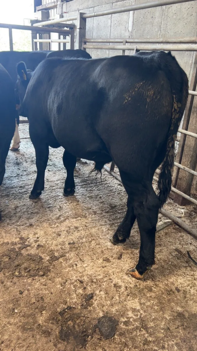 Angus bull weanlings for sale - Image 1