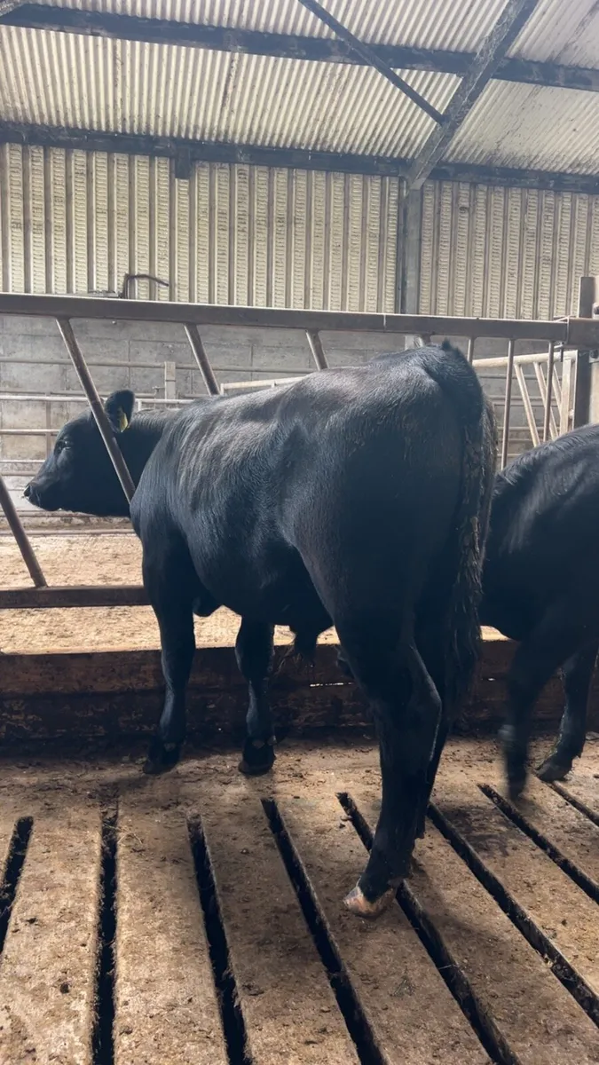 Angus bull weanlings for sale - Image 2