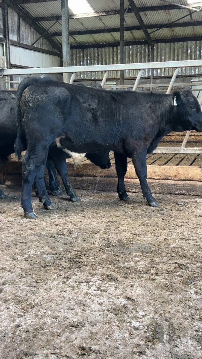 Angus bull weanlings for sale - Image 3