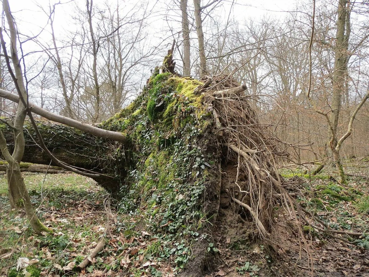 Fallen trees for firewood.