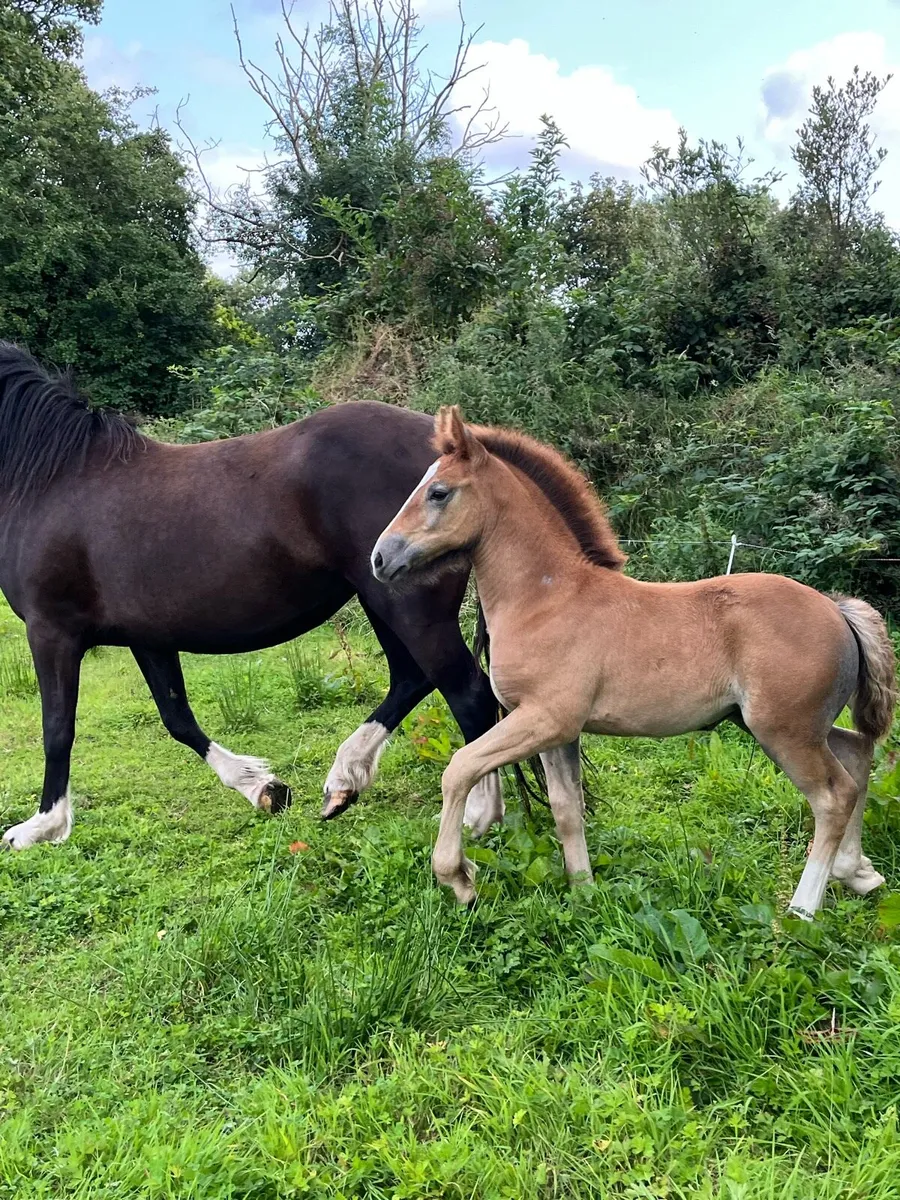 Filly foal - Image 2