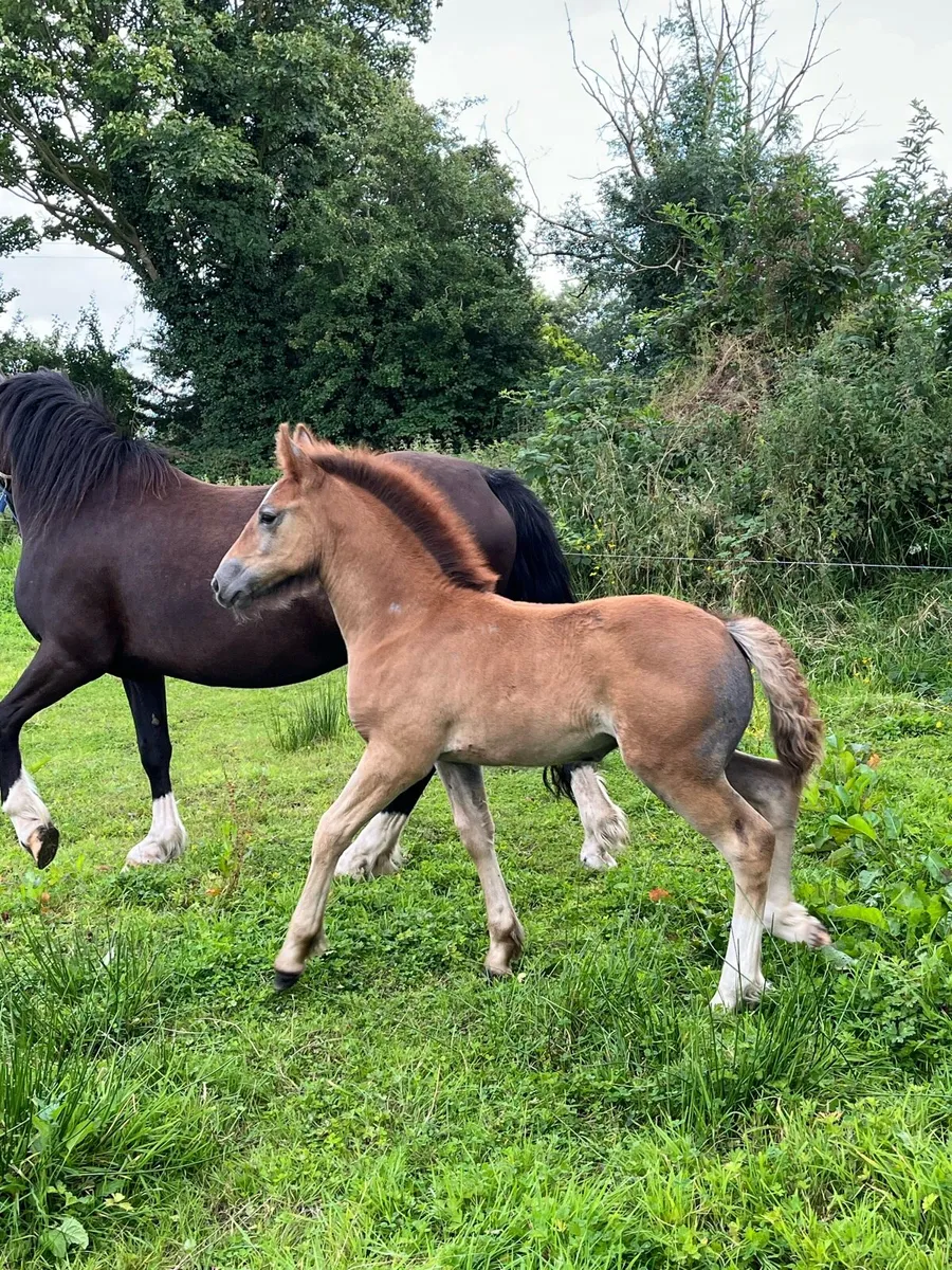 Filly foal - Image 3