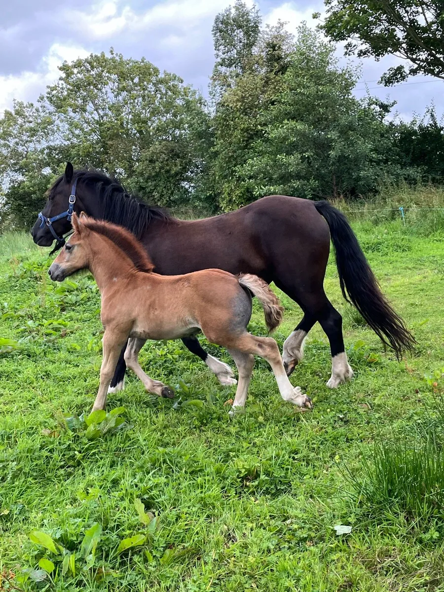 Filly foal - Image 4