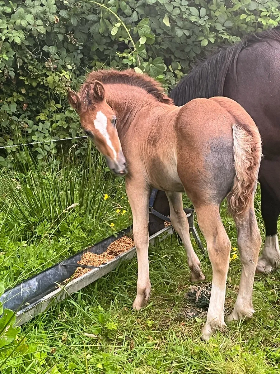 Filly foal - Image 1