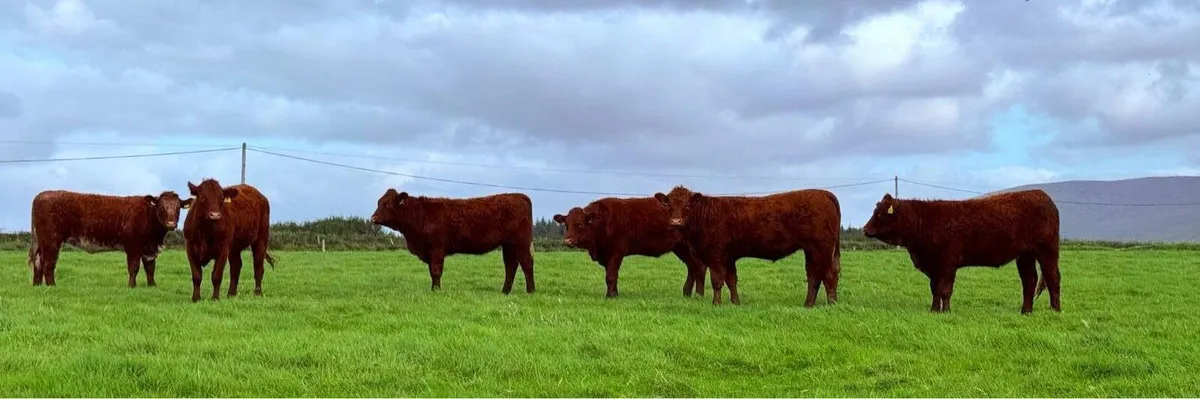 PBR Salers Bull and PBR HEIFERS for sale. - Image 2