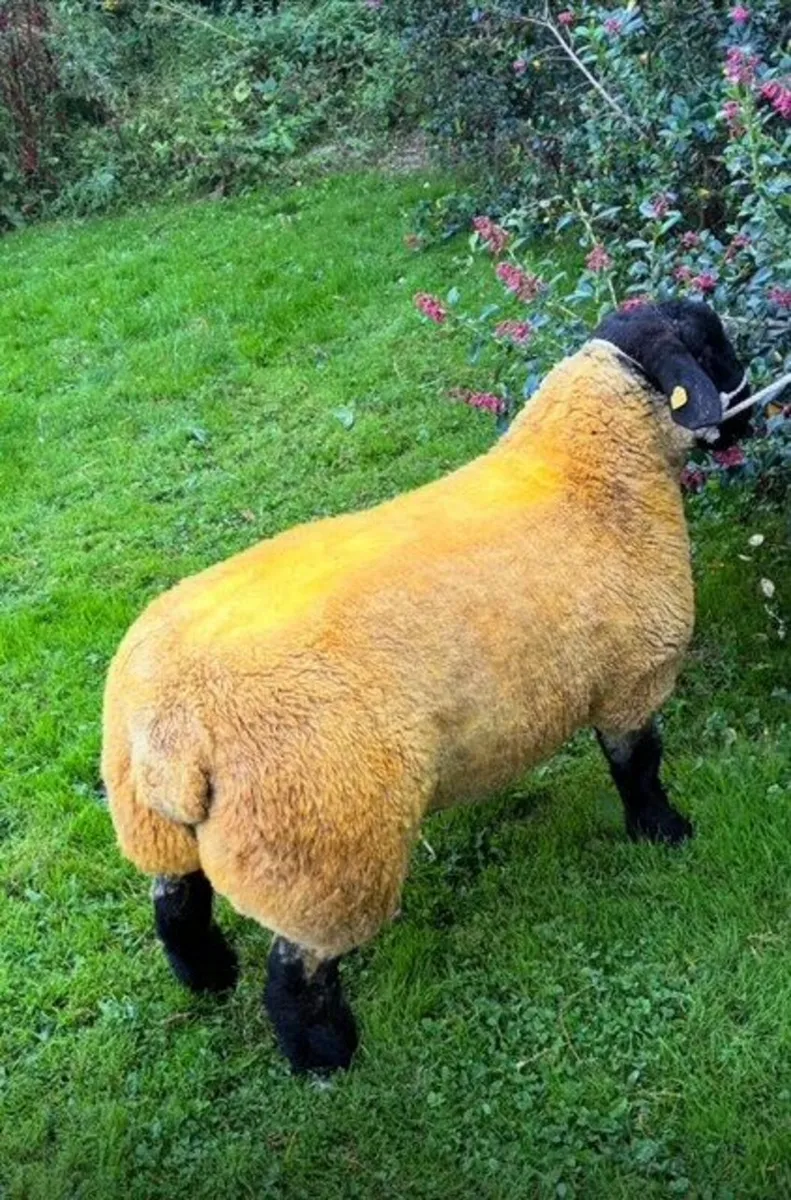 Pedigree Registered Suffolk Ram - Image 1