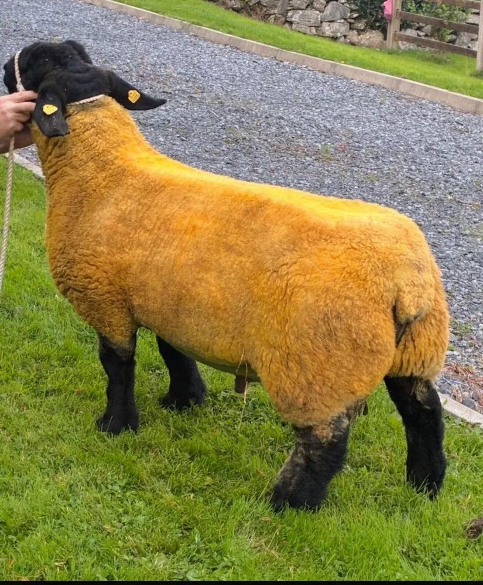 Pedigree Registered Suffolk Ram - Image 3