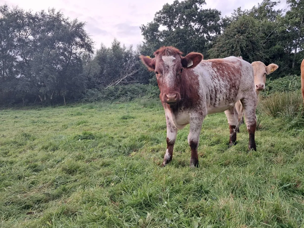 Roan breeding heifer in - Image 1