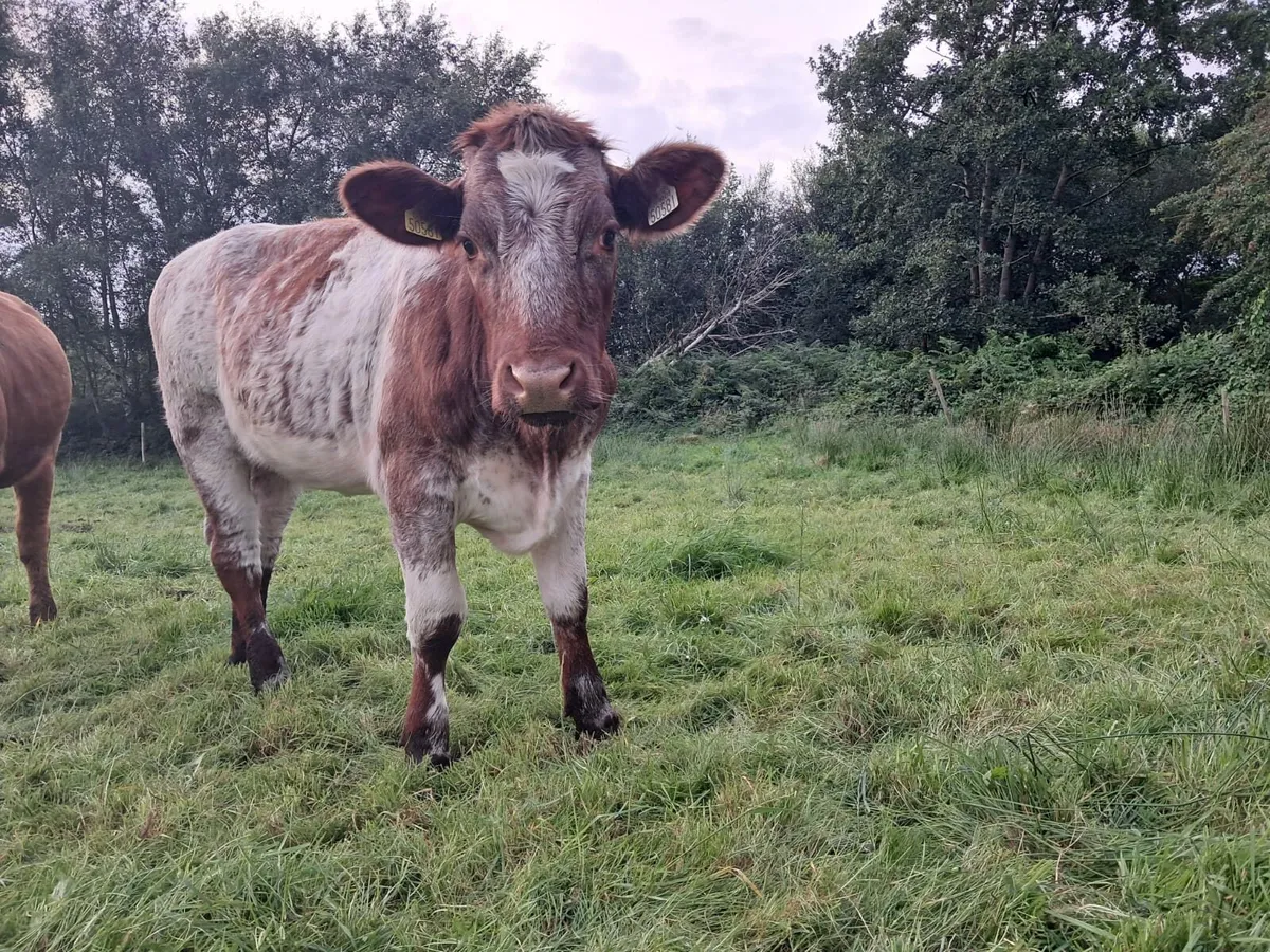 Roan breeding heifer in - Image 2