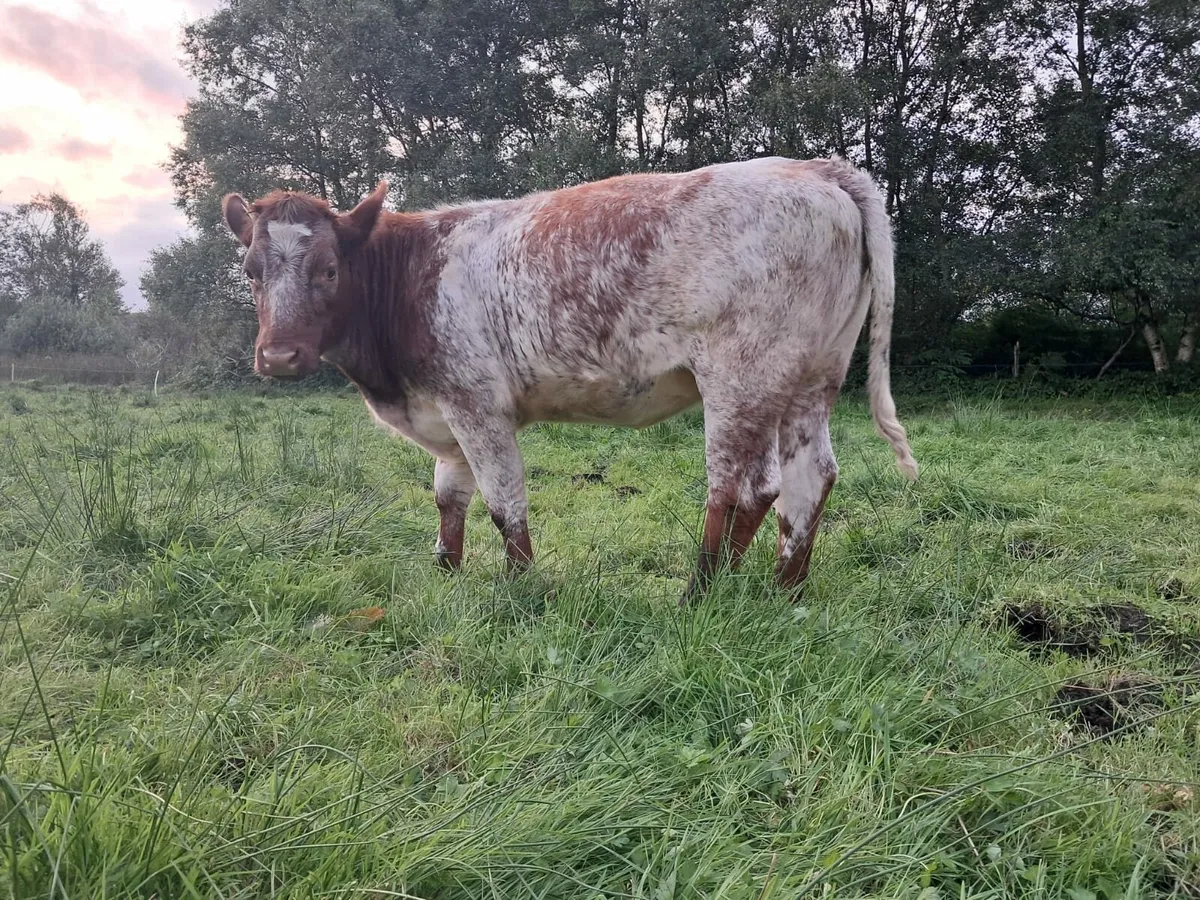 Roan breeding heifer in - Image 3