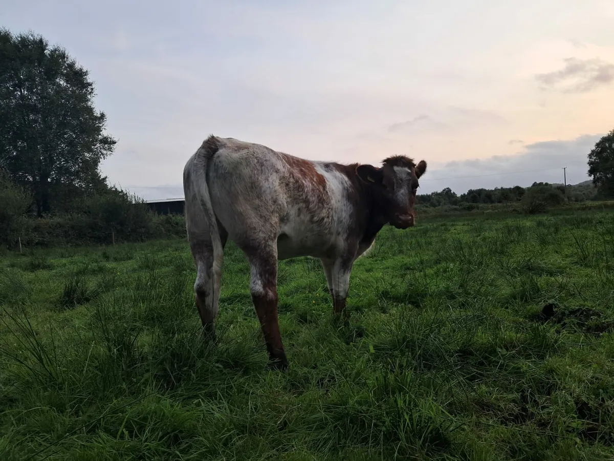 Roan breeding heifer in - Image 4