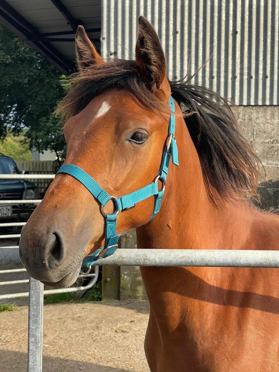 Yearling connemaras - Image 2