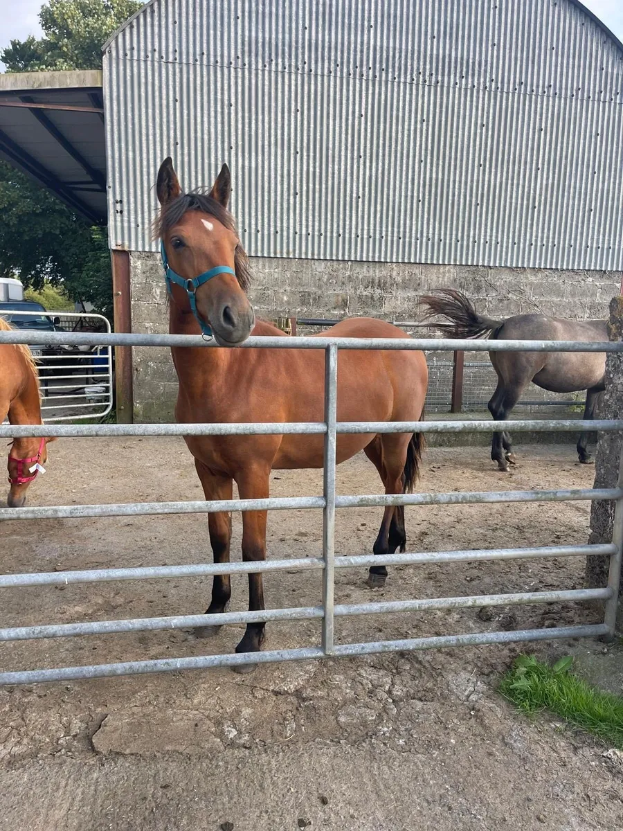 Yearling connemaras - Image 3