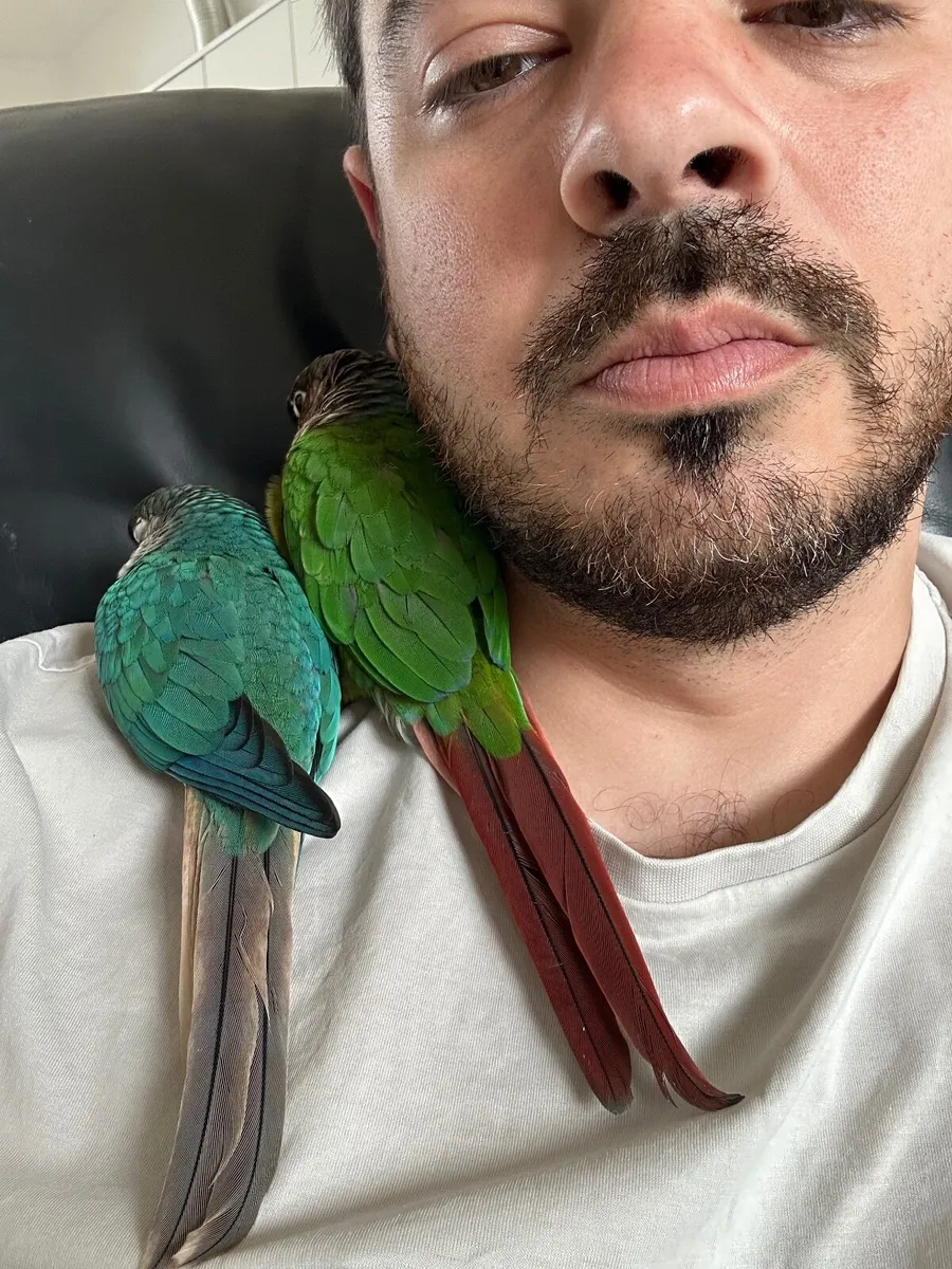 Green cheek conure - Image 1