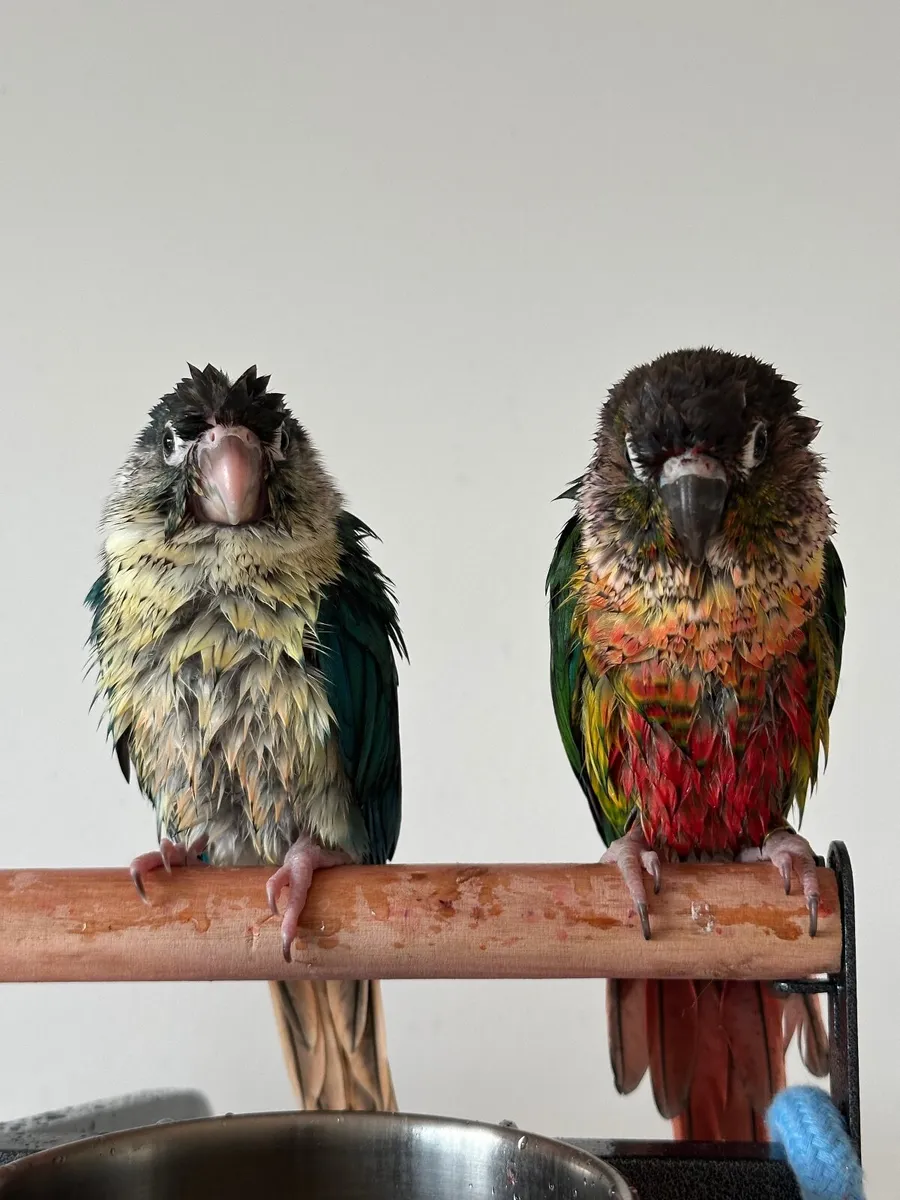 Green cheek conure - Image 2