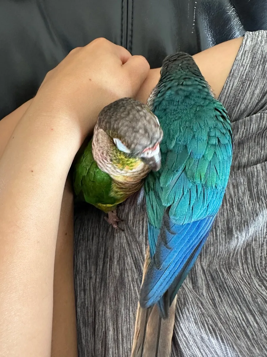 Green cheek conure - Image 3