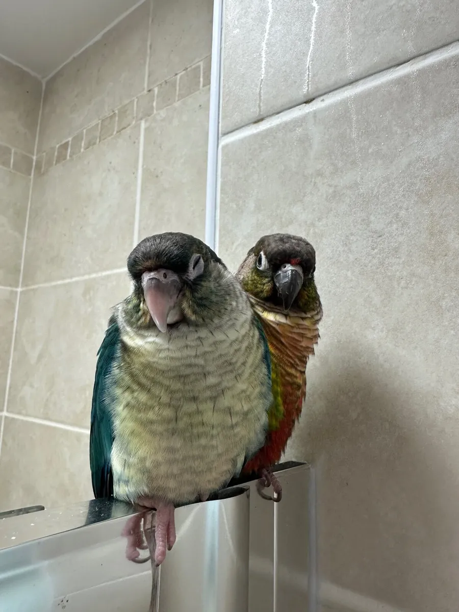 Green cheek conure - Image 4