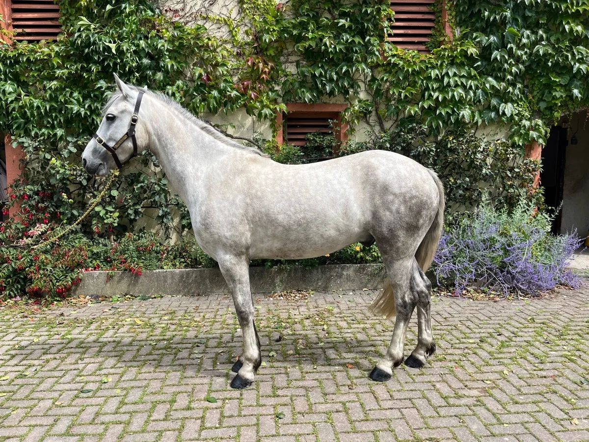 Fabulous 5 year old Connie with competitive edge - Image 1