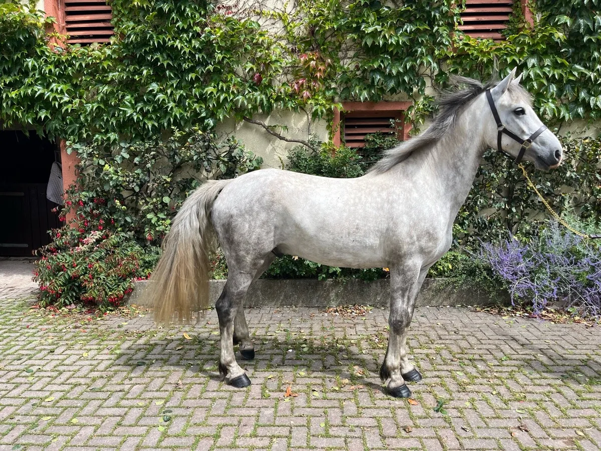 Fabulous 5 year old Connie with competitive edge - Image 2
