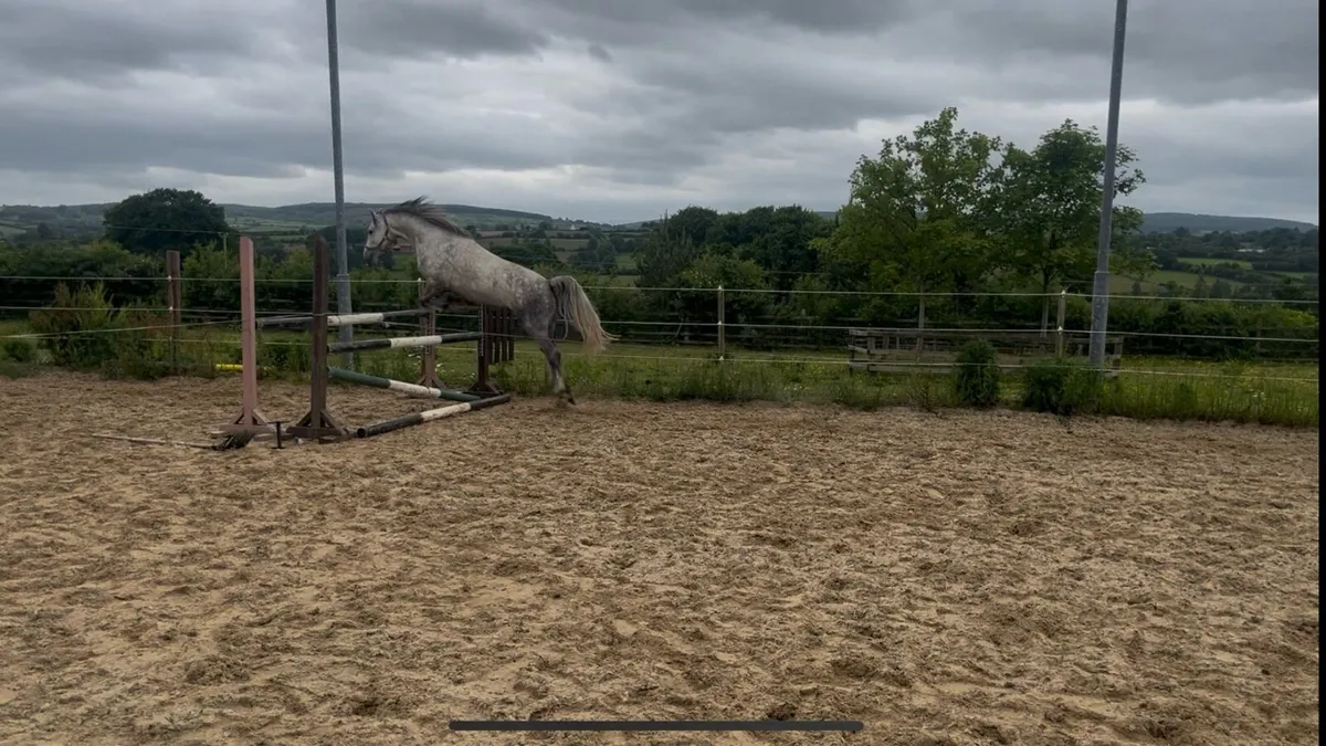 Fabulous 5 year old Connie with competitive edge - Image 4