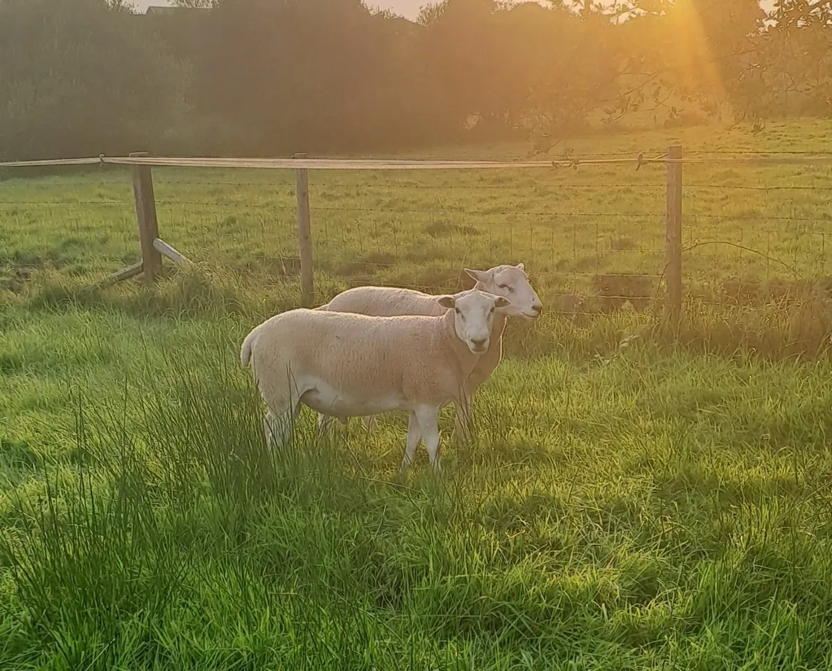 Lleyn Shearling  Rams  &  Berrichon  Ram Lamb - Image 1