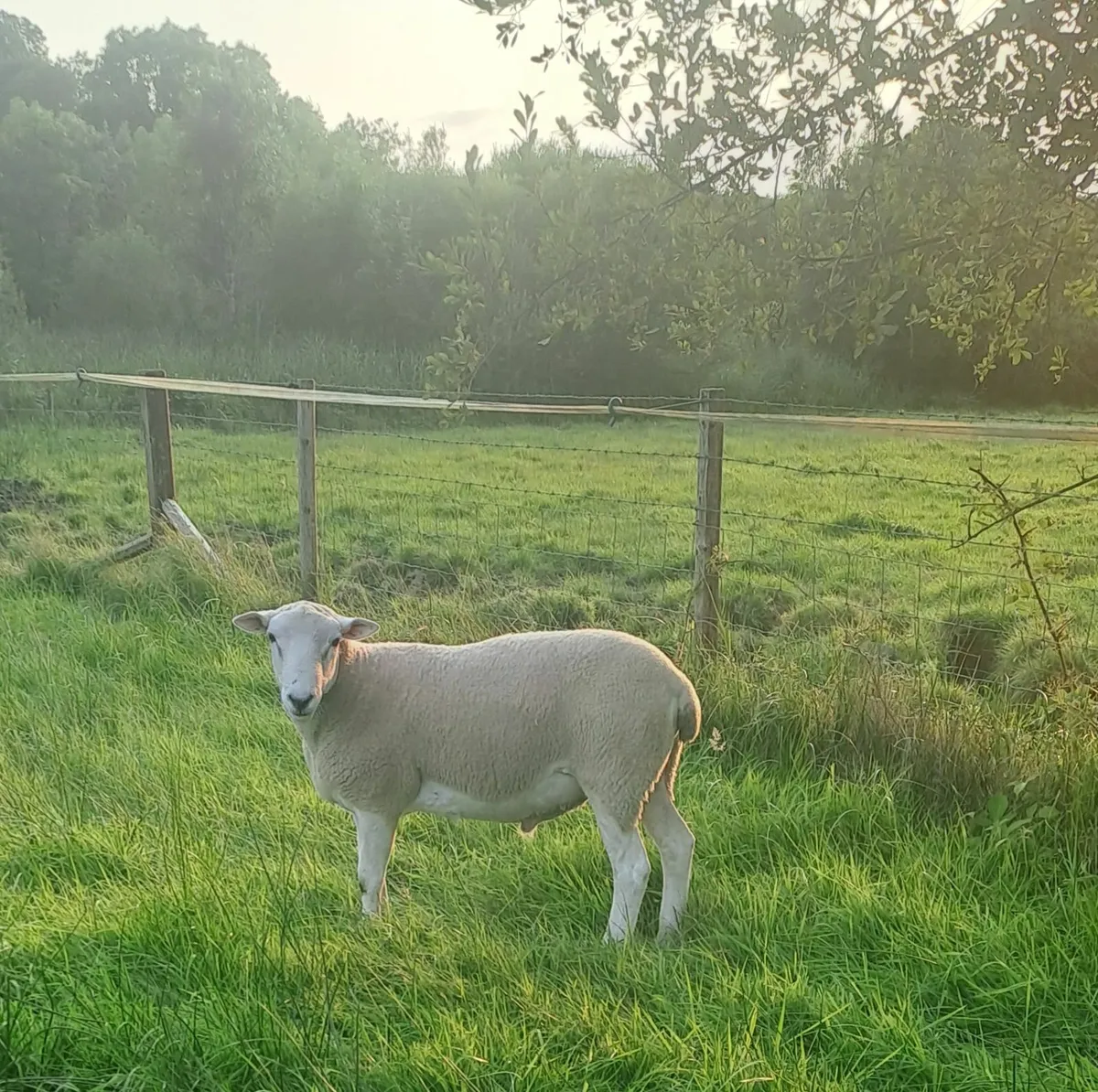 Lleyn Shearling  Rams  &  Berrichon  Ram Lamb - Image 2