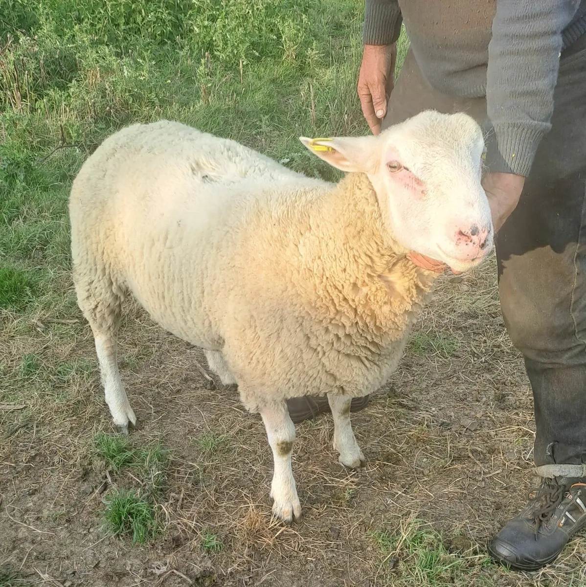 Lleyn Shearling  Rams  &  Berrichon  Ram Lamb - Image 3