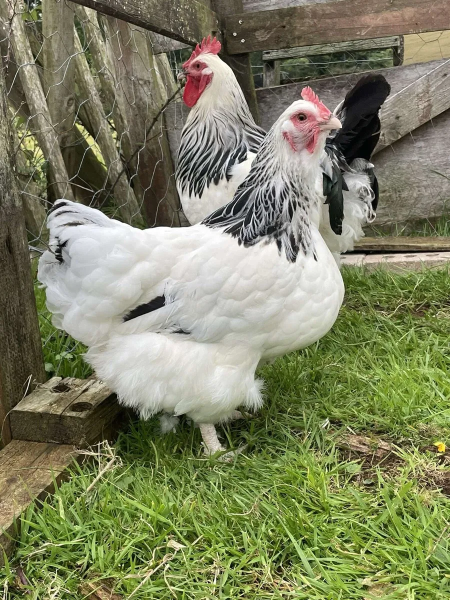 Poultry - Image 1