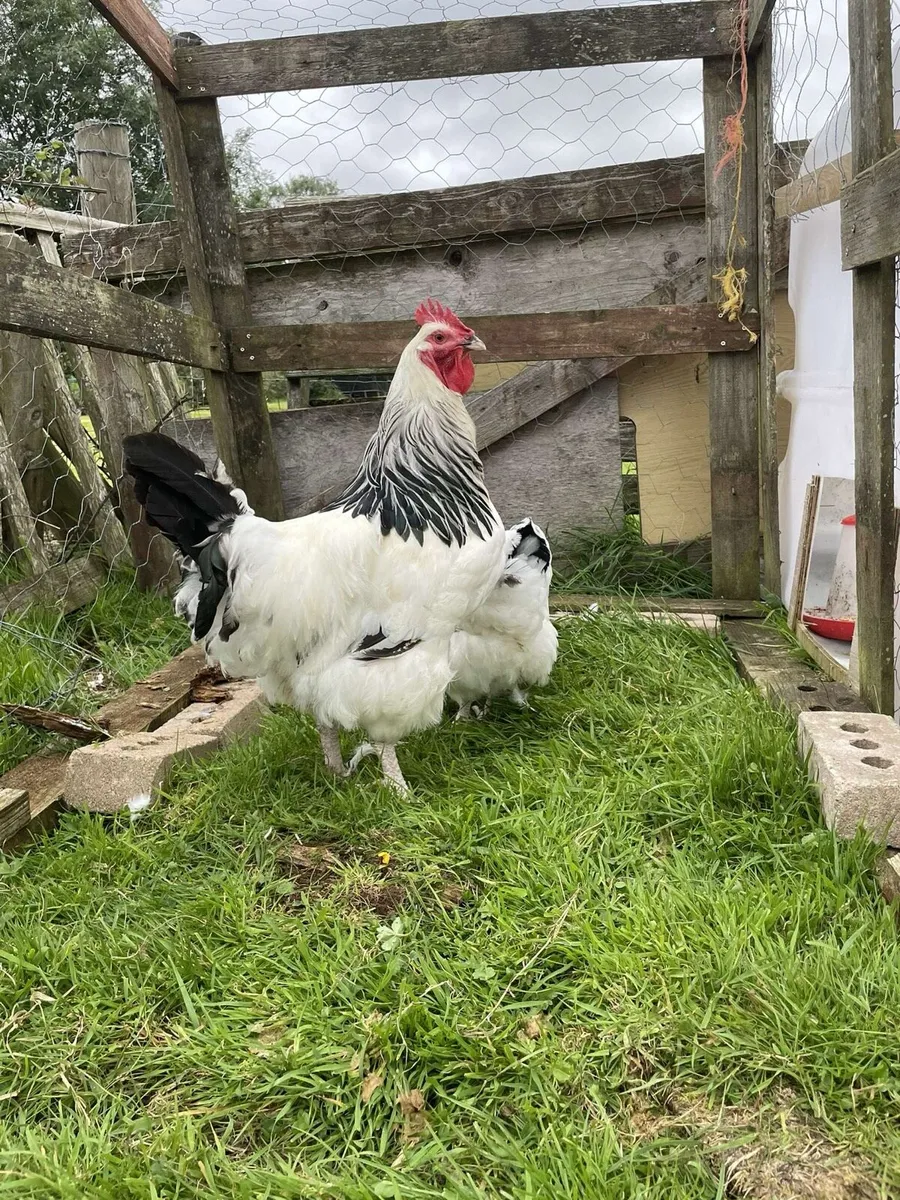 Poultry - Image 2