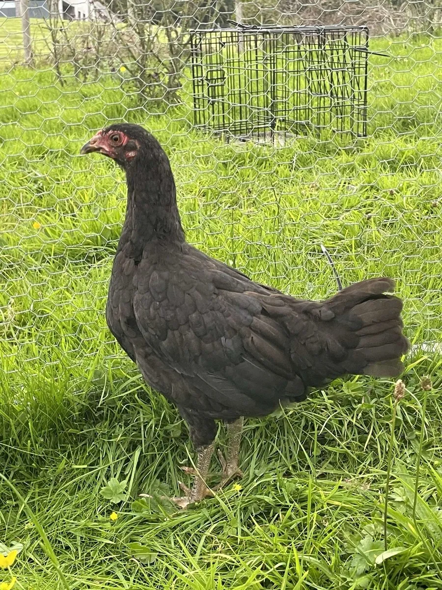 Poultry - Image 3